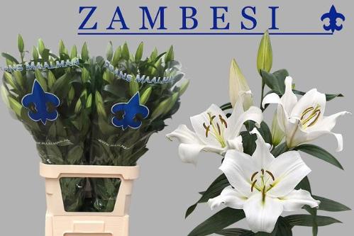 Lilium Oriental x Trumpet Grp 'Zambesi'