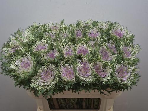 Brassica oleracea 'Crane Frilly'