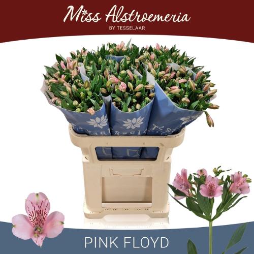 Alstroemeria Pink Floyd