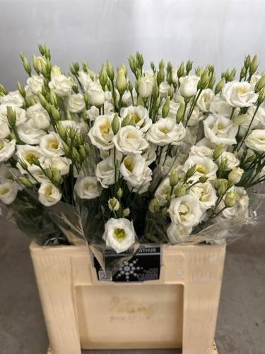 Eustoma russellianum gevuldbloemig 'Rosita White'