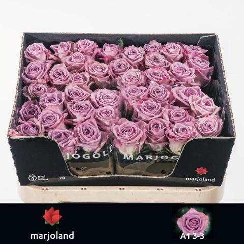 Rosa grootbloemig Nayeli!