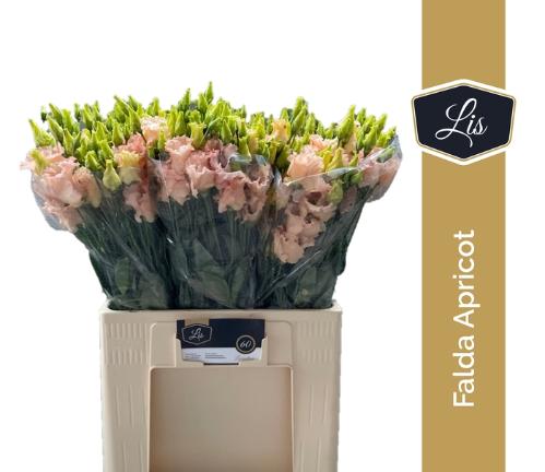 Eustoma russellianum enkelbloemig 'Falda Apricot'