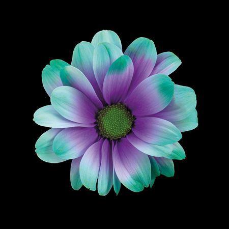 Chrysanthemum Indicum Grp tros kas kleurbehandeld H%