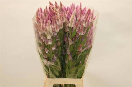 Celosia Plumosa Grp overig