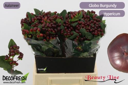 Hypericum x inodorum Globo Burgundy