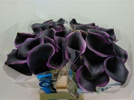 Zantedeschia 'Captain Carrera'