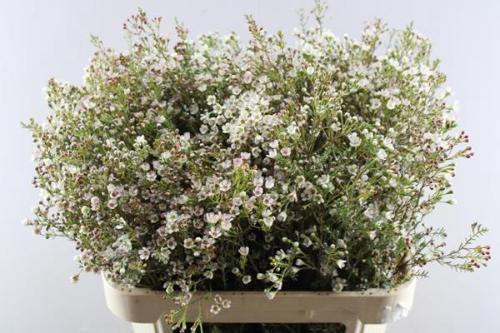 Chamelaucium 'Blondie'