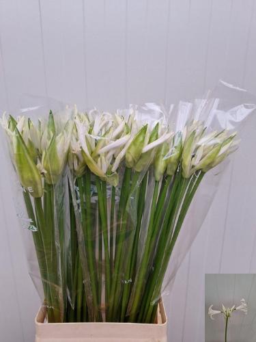 Nerine (Bowdenii Grp) 'Adele'