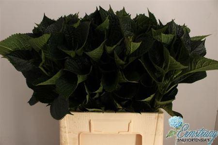 Hydrangea macrophylla (blad)