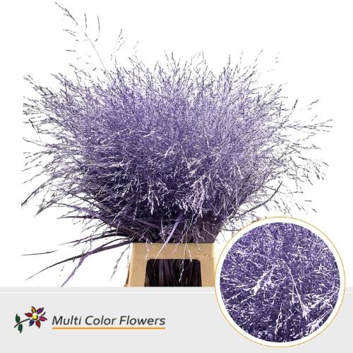 Siergras kleurbehandeld H%