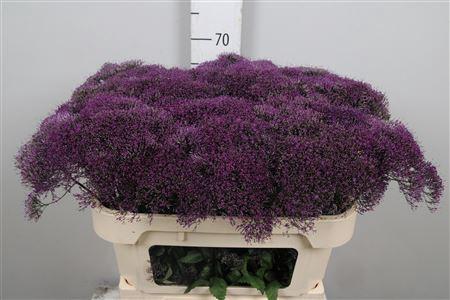 Trachelium caeruleum 'Corine Purple'