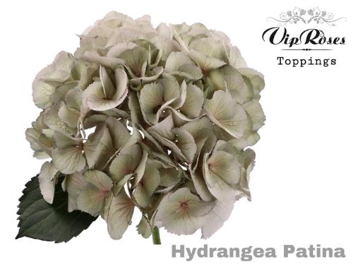 Hydrangea overig kleurbehandeld H%