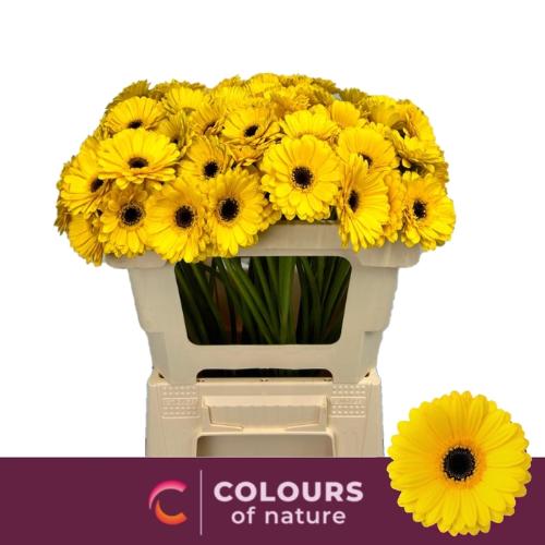 Gerbera mini Sunshine
