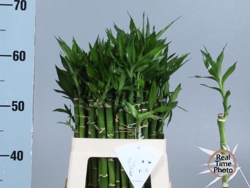 Dracaena sanderiana Lucky Bamboo