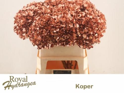 Hydrangea overig kleurbehandeld H%