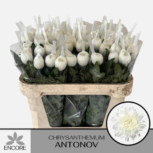 Chrysanthemum Indicum Grp geplozen kas Antonov