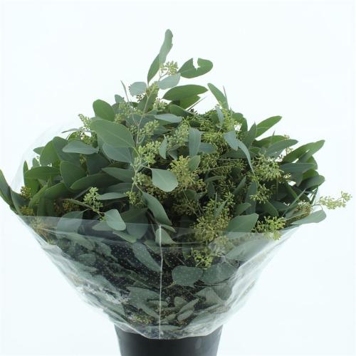 Eucalyptus per bos polyanthemos (fruit)