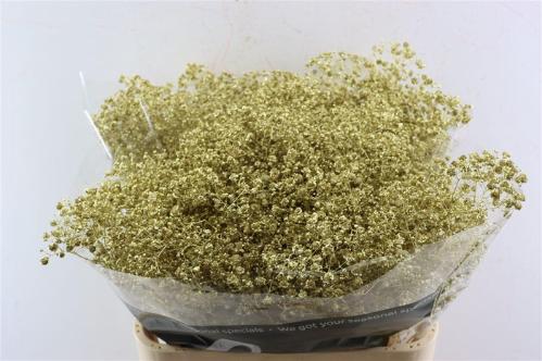 Gypsophila overig kleurbehandeld H%