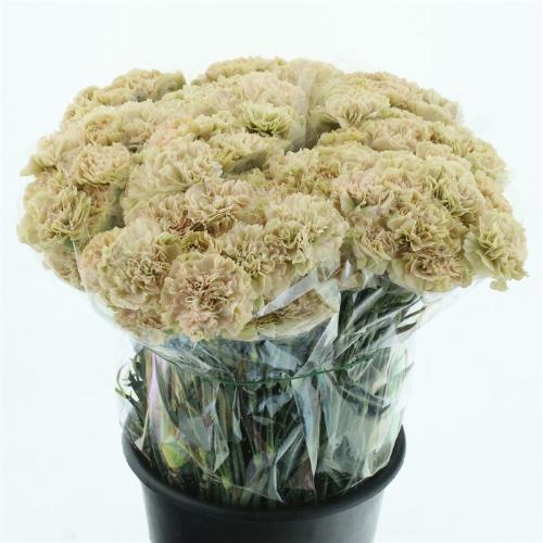 Dianthus standaard 'Lege Marrone'