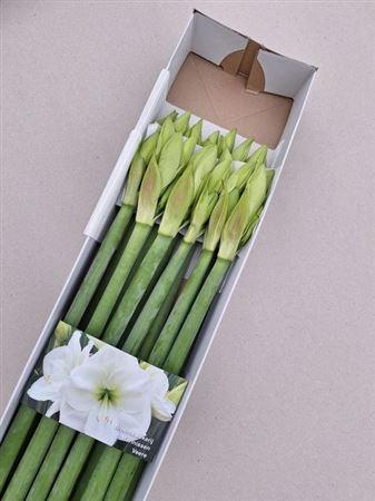 Hippeastrum (Galaxy Grp) 'Albarino'