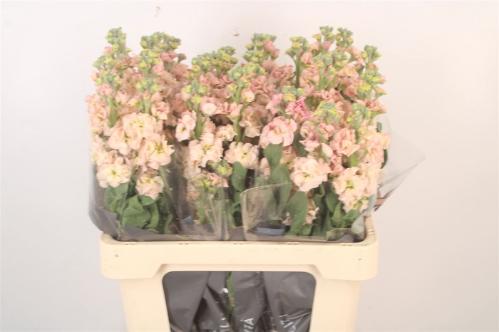Matthiola incana 'Iron Apricot'