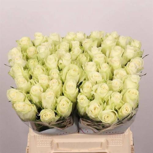 Rosa grootbloemig Athena