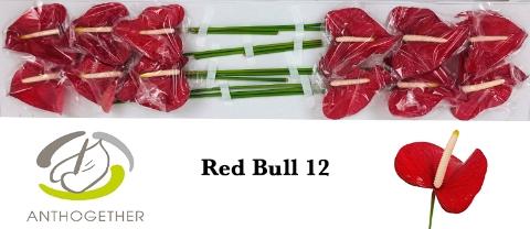 Anthurium (Andreanum Grp) Red Bull