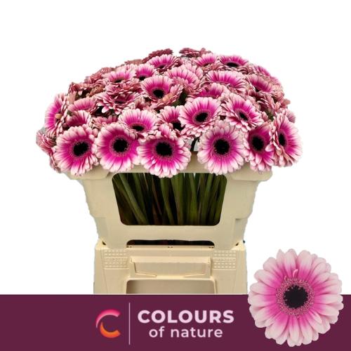 Gerbera mini 'Leando'