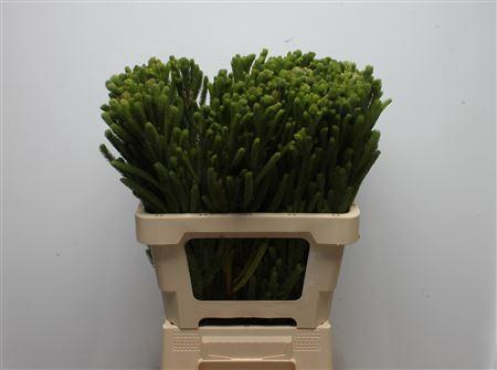 Brunia albiflora