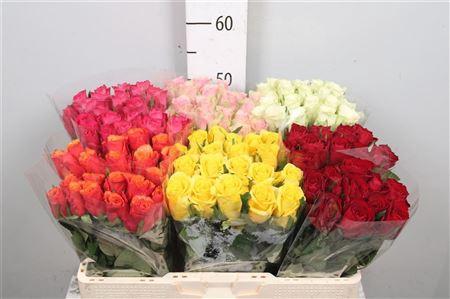 Rosa grootbloemig gemengd in fust