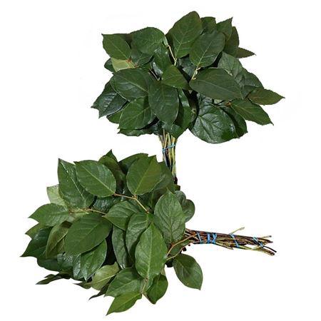 Gaultheria shallon per bos