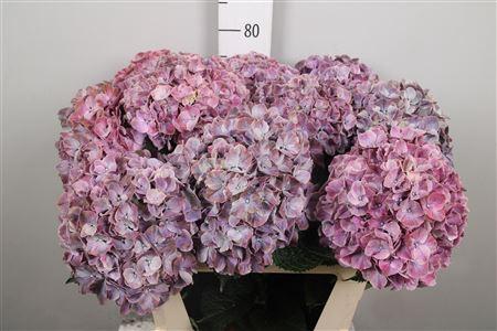 Hydrangea macrophylla Magical Sweet Ruby