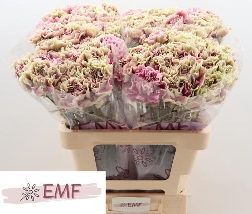 Dianthus standaard 'Antigua'