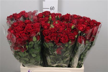 Rosa tros Rubicon