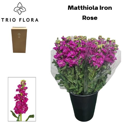 Matthiola incana 'Iron Rose'