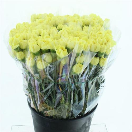 Dianthus standaard overig