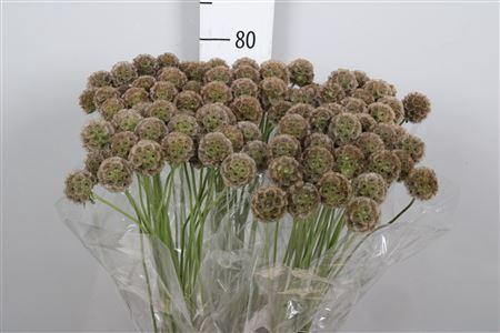 Scabiosa stellata ( zaaddoos)
