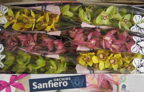 Cymbidium grootbloemig per tak gemengd