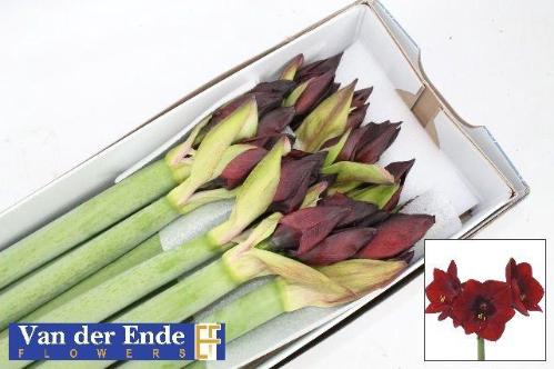 Hippeastrum Galaxy Grp 'Royal Velvet'