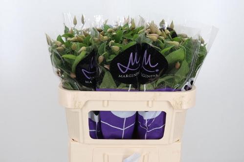 Clematis Amazing Kansas