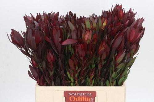 Leucadendron 'Safari Sunset'
