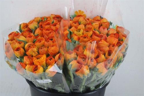 Ranunculus asiaticus Success Lambada