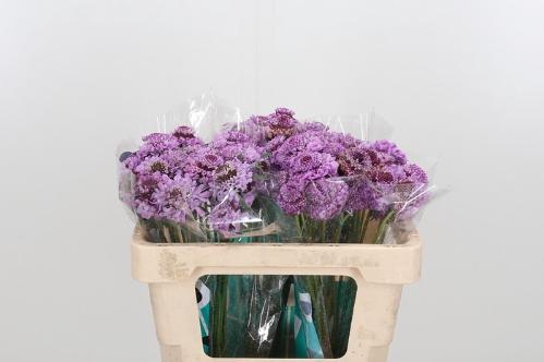 Scabiosa atropurpurea Saura