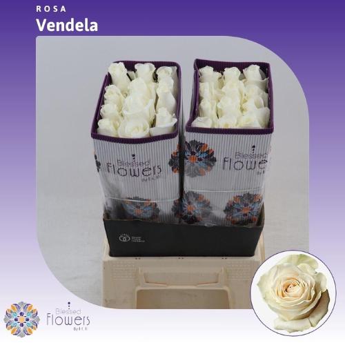 Rosa grootbloemig Vendela