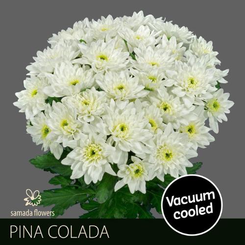 Chrysanthemum Indicum Grp tros Olaf