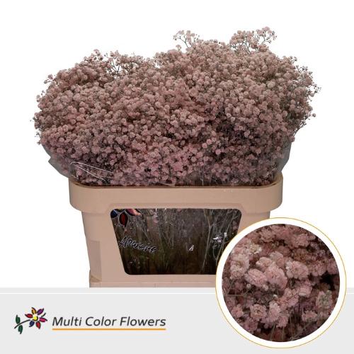 Gypsophila overig kleurbehandeld H%
