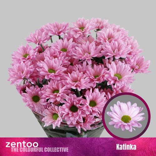 Chrysanthemum Indicum Grp tros kas 'Katinka'