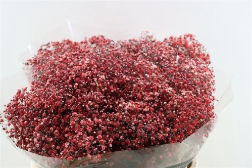 Gypsophila overig kleurbehandeld H%