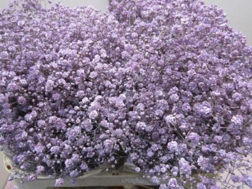 Gypsophila overig kleurbehandeld H%