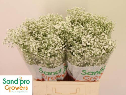 Gypsophila paniculata Xlence